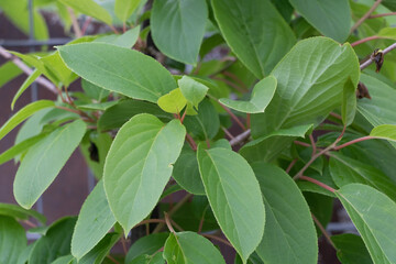 Actinidia arguta Issai Mini Kiwi Plant Close-Up