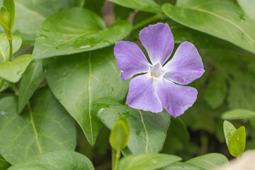 Close-Up of Purple Vinca Minor Flower in Garden