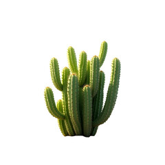 Lush verdant desert cactus variety with vibrant green hues standing prominently against a stark, minimalist background