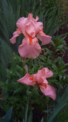 Vertical image of blooming peach-colored iris flowers in a garden. Elegant petals with orange beards, surrounded by green foliage in soft natural light.