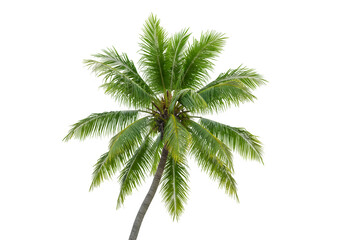 coconut tree with transparent and white background, PNG