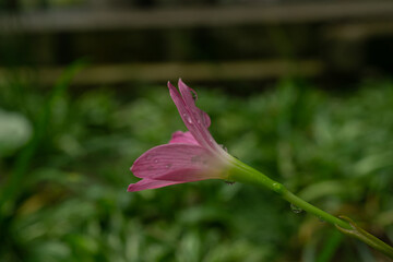 Pink rain lily