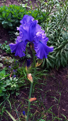 Vertical photo of a vibrant blue iris flower blooming in a garden. The elegant petals and natural background create a striking composition of nature and color.