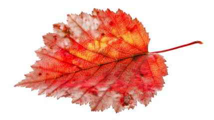 Closeup of a vibrant leaf with striking red stem, study in nature's contrast
