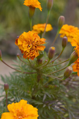 Orange french marigold flower blossom in garden, Orange french Mari Gold flowers for decorate garden, Close up of beautiful small marigold flower in garden. Marigold flowers bloom in nature