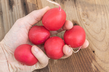 Fresh Red Radishes Held in Human Hand