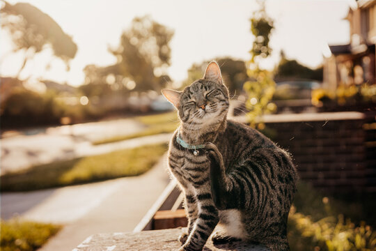 A tabby cat scratching sitting on a fence during sunset