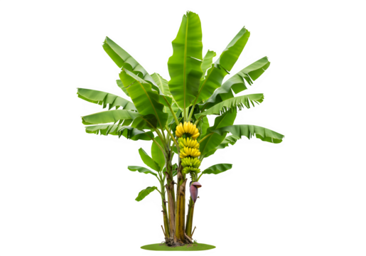 banana tree with transparent and white background, PNG