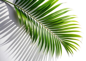 Obraz premium Realistic shadow overlay effect Natural palm leaf shadows isolated on white background