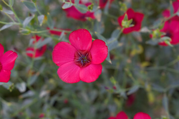 Fototapeta premium Linum Grandiflorum Rubrum Scarlet Flax bloomed in the garden on a flower bed, Red Linum Grandiflorums closeup in nature, Red flaxs or flowering flaxs, scarlet flax, crimson flax flower head close-up