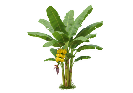 banana tree with transparent and white background, PNG
