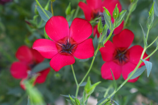 Linum Grandiflorum Rubrum Scarlet Flax bloomed in the garden on a flower bed, Red Linum Grandiflorums closeup in nature, Red flaxs or flowering flaxs, scarlet flax, crimson flax flower head close-up