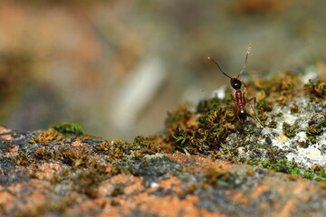 red ant on green leaf