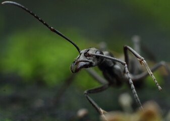 black ant on green leaf