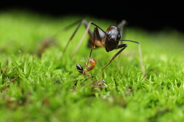 red ant on green leaf