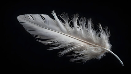 Obraz premium Elegant white feather against a dark black background depicting texture and delicate details