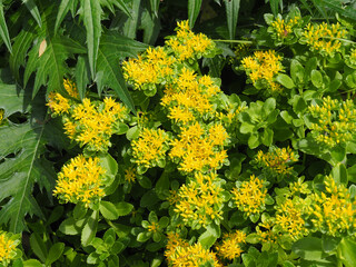 黄色のキリンソウの花