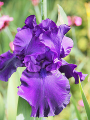 紫色のイチハツの花