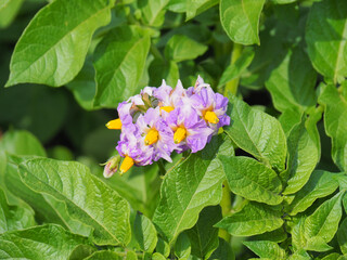 ジャガイモの花