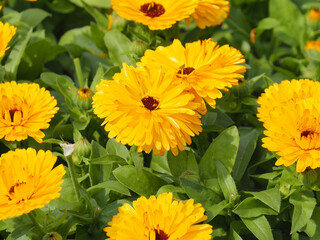 黄色のキンセンカ