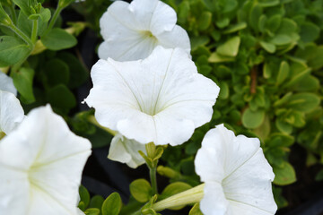 Obraz premium White petunias in the garden, Petunia, Close up of white Petunia flower in the garden, Petunia flower and blurred background, Background of white petunia flowers, spring flower Closeup.