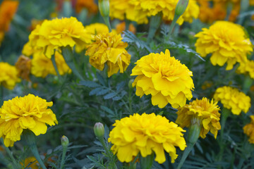 Yellow french marigold flower blossom in garden, Yellow french Mari Gold flowers for decorate garden, Close up of beautiful small marigold flower in garden. Marigold flowers bloom in nature