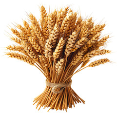 Realistic barley stalks dried and bound high resolution picture