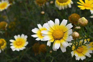 White Yellow Crown Daisy, Close-up of a white and yellow crown daisy flower, blooming in nature, Close-up shot of beautiful White yellow Crown Daisy flower (Chrysanthemum coronarium), Crown Daisy,