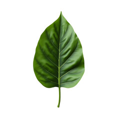 Fototapeta premium Photorealistic close up of a single ficus leaf displaying intricate details of veins against a plain aesthetic background