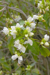A green Plant of Justicia adhatoda vasica or malabar nut plant in selective focus and background blur, the white Justicia adhatoda blossom in spring, Chakwal, Punjab, Pakistan