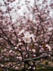 Obraz premium A beautiful tree with flowers in full bloom.