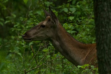 deer in the woods