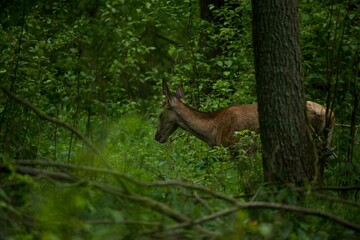 deer in the woods