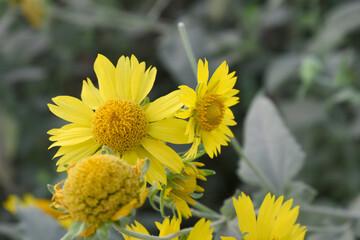 Golden Crownbeard (Also called Golden Crownbeard, Copen Daisy, golden crown beard) in the nature, Golden Crownbeard Flower closeup,Beautiful yellow flower closseup in nature Chakwal, Punjab, Pakistan