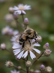 A bumble bee on top of flowers.