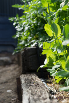 Looking down the side of vegetable garden