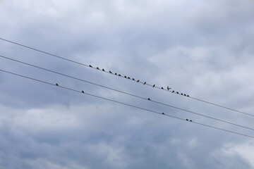 Against the backdrop of a gloomy sky, the silhouettes of birds stand out, sitting on thin power...