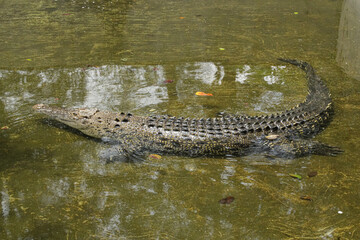 A crocodile swims in the pond. wild animal swims