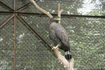 Captivity of adult eagles in the zoo