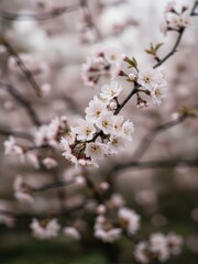 Obraz premium A close up of white flowers on branches.
