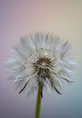 Closeup of a white dandelion seed head with delicate details against a soft, blurred background. Ideal for nature, serenity, and botanical themes.