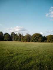 Obraz premium A field of grass with trees and clouds in background.