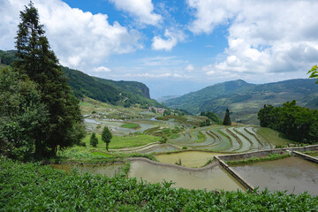 Irrigated Landscape  with reflections of the sun in the rice terraced fields and  blue cloudy sky...