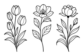 Elegant floral illustrations: Delicate tulip, peony, and blossom sketches offer botanical artistry
