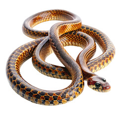 Fototapeta premium Eastern Hognose Snake Identification Habitat Care isolated on transparent background