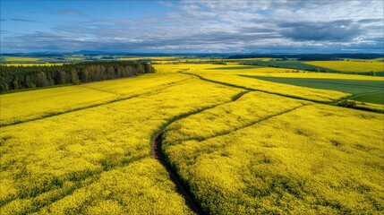 Obraz premium Expansive rapeseed field, aerial view