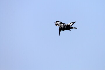 kingfisher flying  on blue sky