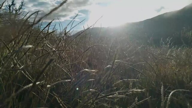 grass blowing in the breeze with a view of the hilly landscape in the highland area