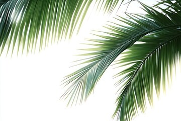Fototapeta premium Close-up view of green palm leaves against a bright white background evoking a fresh and tropical atmosphere