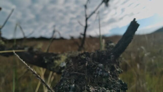 Dry tree trunk footage with beautiful sky and savanna grass scenery